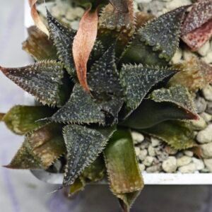 Haworthia Seedling MS310 Koibito Splendens x Paradise Flower - 7