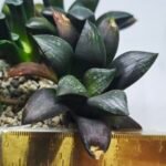Haworthia Seedling MS305 Thake Tora x Maughanii Magnifica Splendens - 1