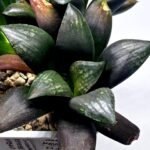 Haworthia Seedling MS305 Thake Tora x Maughanii Magnifica Splendens - 2