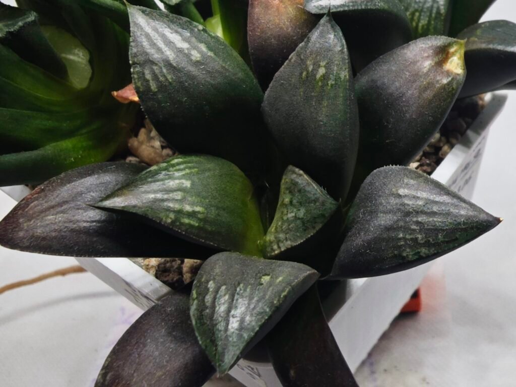Home 7 Haworthia Seedling MS305 Thake Tora x Maughanii Magnifica Splendens - 3