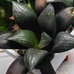 Haworthia Seedling MS305 Thake Tora x Maughanii Magnifica Splendens - 3