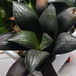 Haworthia Seedling MS305 Thake Tora x Maughanii Magnifica Splendens - 3