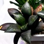 Haworthia Seedling MS305 Thake Tora x Maughanii Magnifica Splendens - 4