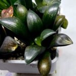 Haworthia Seedling MS306 Thake Tora x Maughanii Magnifica Splendens - 1