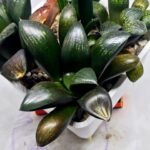 Haworthia Seedling MS306 Thake Tora x Maughanii Magnifica Splendens - 2