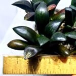 Haworthia Seedling MS306 Thake Tora x Maughanii Magnifica Splendens - 3