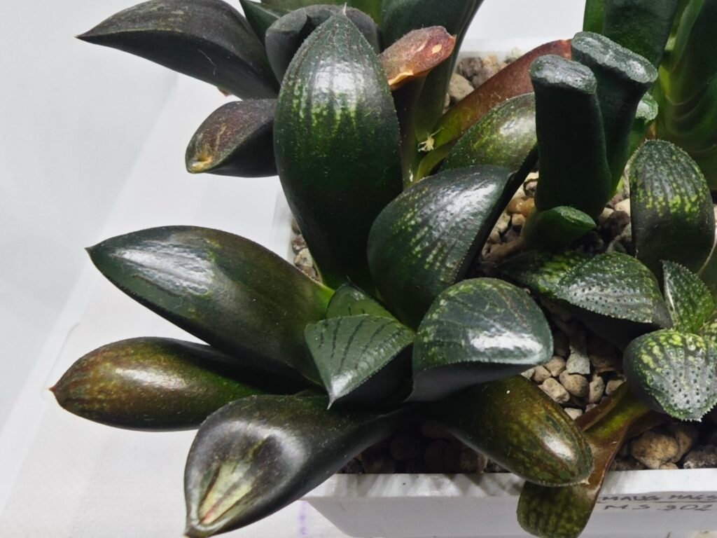 Home 6 Haworthia Seedling MS306 Thake Tora x Maughanii Magnifica Splendens - 4