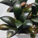 Haworthia Seedling MS306 Thake Tora x Maughanii Magnifica Splendens - 4