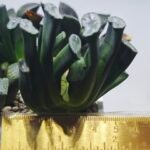 Haworthia Seedling MS303 Maughanii Reverse Var x Hybrid Var - 1