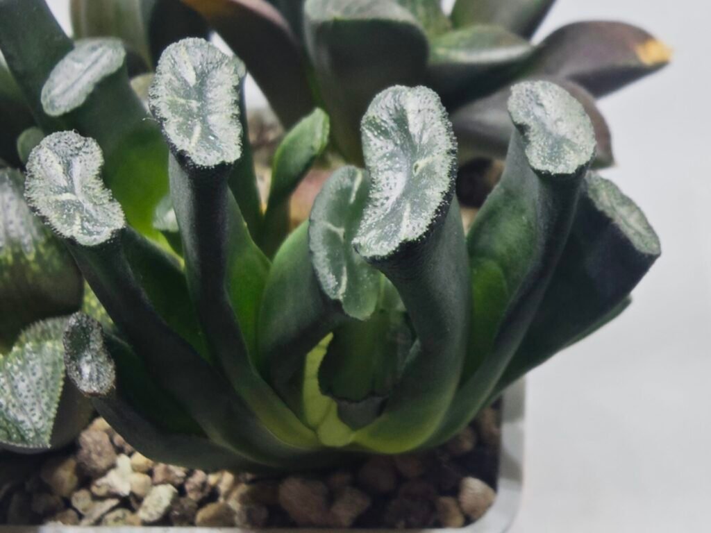 Home 5 Haworthia Seedling MS303 Maughanii Reverse Var x Hybrid Var - 2