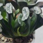 Haworthia Seedling MS303 Maughanii Reverse Var x Hybrid Var - 2