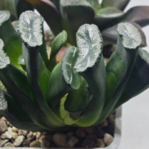 Haworthia Seedling MS303 Maughanii Reverse Var x Hybrid Var - 2