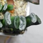 Haworthia Seedling MS303 Maughanii Reverse Var x Hybrid Var - 3