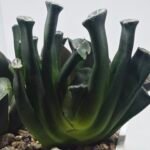 Haworthia Seedling MS303 Maughanii Reverse Var x Hybrid Var - 4