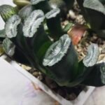 Haworthia Seedling MS303 Maughanii Reverse Var x Hybrid Var - 5