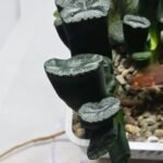Haworthia Seedling MS303 Maughanii Reverse Var x Hybrid Var - 6