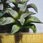 Haworthia Seedling MS411 Fuji Picta x Ukukhanya - 1