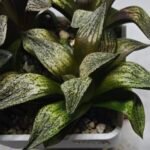 Haworthia Seedling MS411 Fuji Picta x Ukukhanya - 2