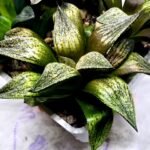 Haworthia Seedling MS411 Fuji Picta x Ukukhanya - 3