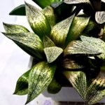 Haworthia Seedling MS411 Fuji Picta x Ukukhanya - 4