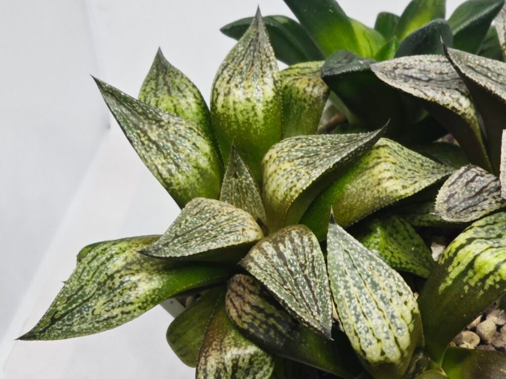 Haworthia Seedling MS411 Fuji Picta x Ukukhanya - 5