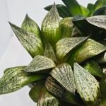 Haworthia Seedling MS411 Fuji Picta x Ukukhanya - 5