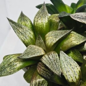 Haworthia Seedling MS411 Fuji Picta x Ukukhanya - 5