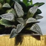 Haworthia Seedling MS407 Fuji Picta x Ukukhanya - 1