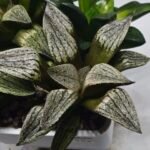 Haworthia Seedling MS407 Fuji Picta x Ukukhanya - 2