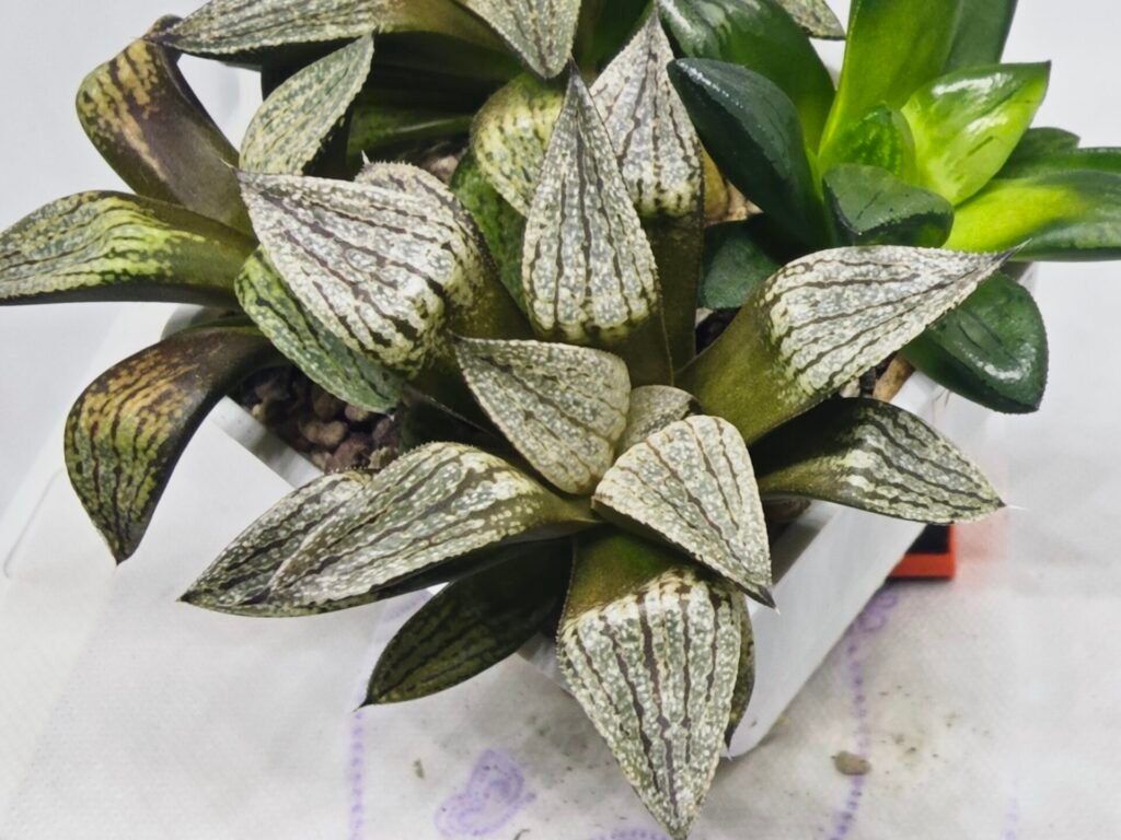 Haworthia Seedling MS407 Fuji Picta x Ukukhanya - 3