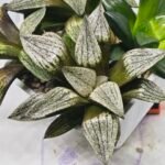 Haworthia Seedling MS407 Fuji Picta x Ukukhanya - 3