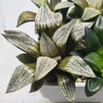 Haworthia Seedling MS407 Fuji Picta x Ukukhanya - 4