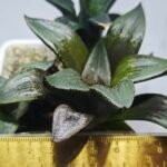 Haworthia Seedling MS405 Goliath Variegated - 1