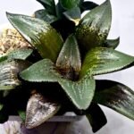 Haworthia Seedling MS405 Goliath Variegated - 2