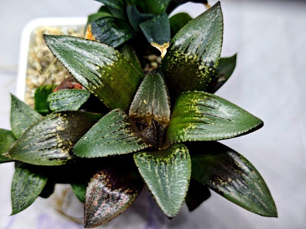 Haworthia Seedling MS405 Goliath Variegated - 3