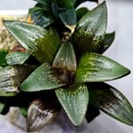 Haworthia Seedling MS405 Goliath Variegated - 3