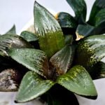 Haworthia Seedling MS405 Goliath Variegated - 4
