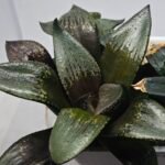 Haworthia Seedling MS405 Goliath Variegated - 5