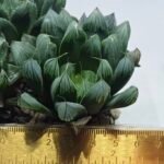 Haworthia Seedling MS403 Golden Girl Variegated - 4