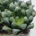 Haworthia Seedling MS403 Golden Girl Variegated - 1
