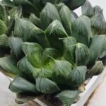 Haworthia Seedling MS403 Golden Girl Variegated - 2