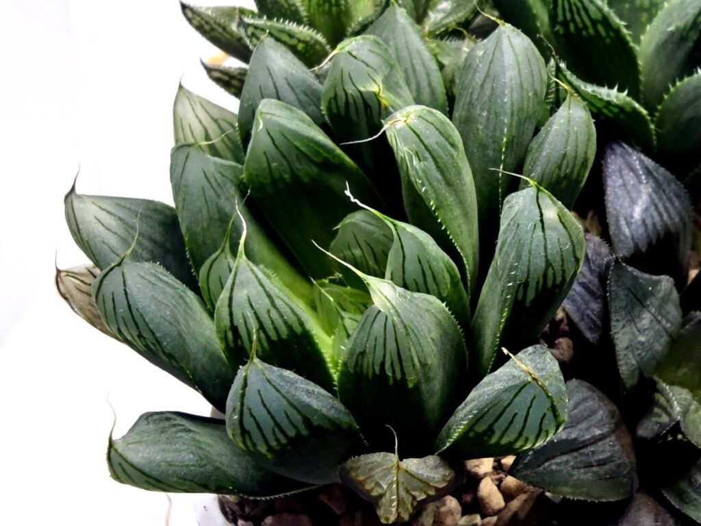Home 3 Haworthia Seedling MS403 Golden Girl Variegated - 3