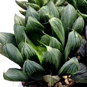 Haworthia Seedling MS403 Golden Girl Variegated - 3