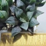Haworthia Seedling MS400 Golden Girl Variegated - 1