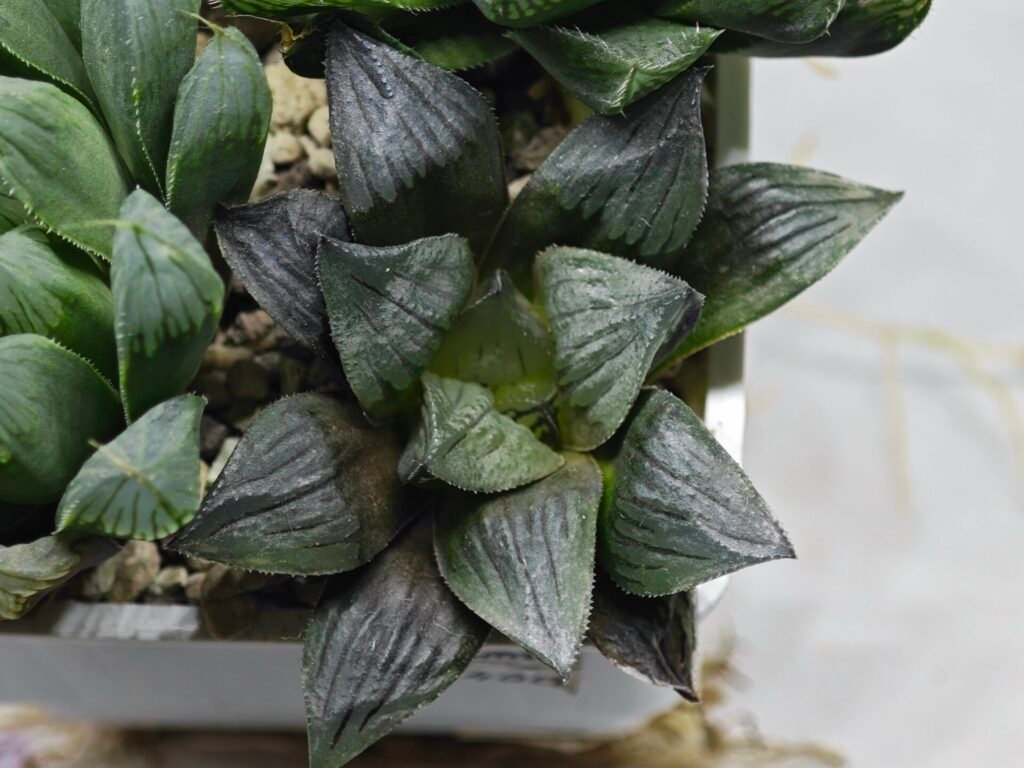 Haworthia Seedling MS400 Golden Girl Variegated - 2