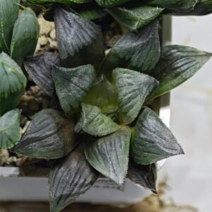 Haworthia Seedling MS400 Golden Girl Variegated - 2