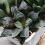 Haworthia Seedling MS400 Golden Girl Variegated - 3