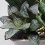 Haworthia Seedling MS400 Golden Girl Variegated - 4