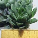 Haworthia Seedling MS401 Golden Girl Variegated - 1