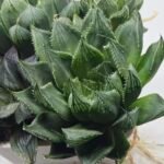 Haworthia Seedling MS401 Golden Girl Variegated - 2